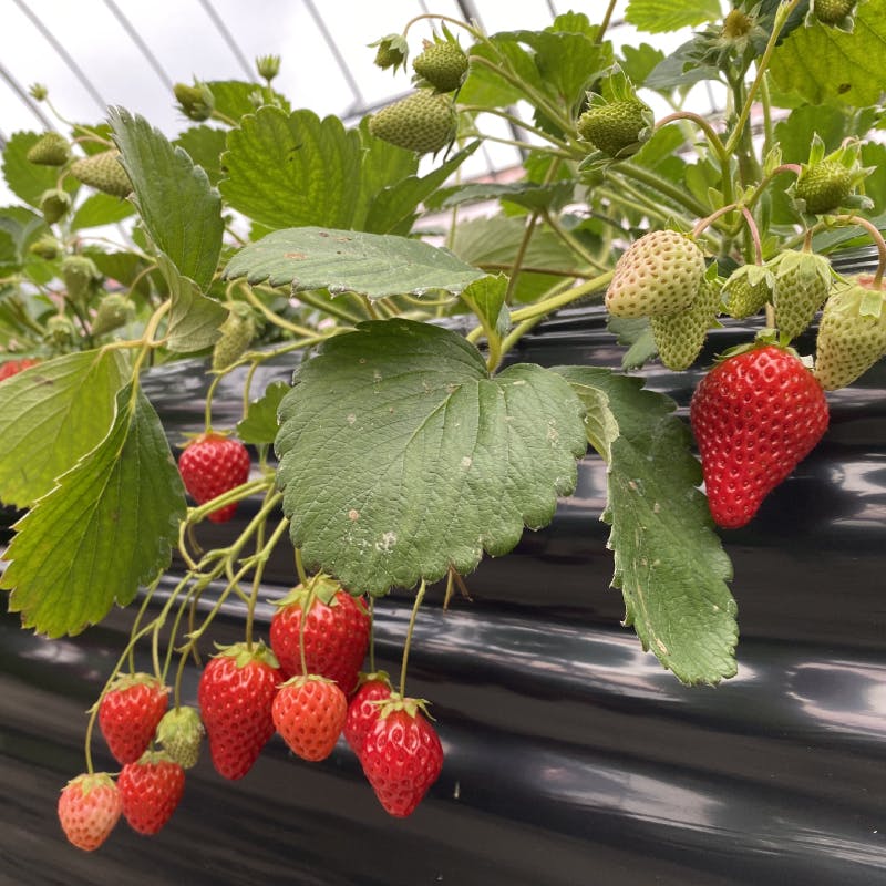 イチゴとイチゴくまちゃん*イチゴのストッパー*リネン巾着*手刺繍 さいたまイチゴ推しっす！優勝～ストロベリー！なっく・ストロベリ～FIVE | Kuma-Shop powered by BASE