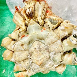 南伊豆町×JTB さんの 南伊豆町・駿河湾で獲れた「タカアシガニ」をお届け。あまい身とクリーミーな蟹味噌を味わいつくそう！