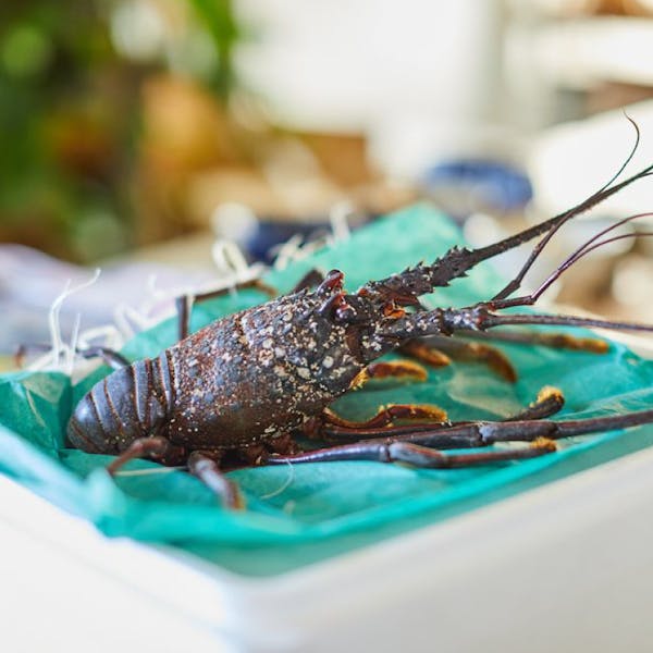 漁協直売所から直送 活伊勢海老1匹 300 400g キッチハイク 漁協直売所から直送 活伊勢海老1匹 300 400g キッチハイク